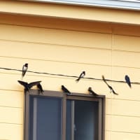 無事に巣立ったツバメ4兄弟