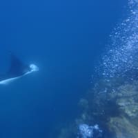 2025.05.22川平のシージャック