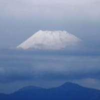 伊豆葛城山からの富士