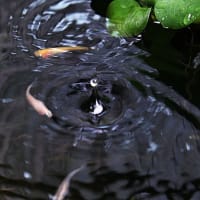 「水玉と波紋」撮影