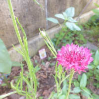 uranoyabuさんから頂いた苗が花を咲かせました