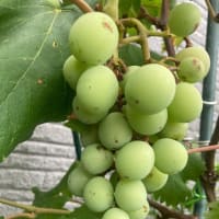 小暑＋1（ピラミッドあじさい、イチジク、金柑、すだち、葡萄）