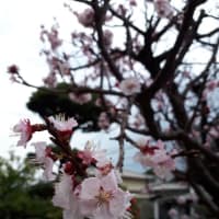満開になった自宅の杏の花と新型シボレー・コルベット！