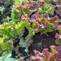 玉ねぎは今年も白カビの被害