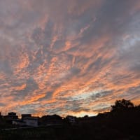 のらぼう菜の種蒔き