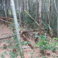里山の竹林整備