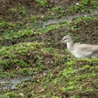05/10探鳥記録写真-2:遠賀川河口の鳥たち（キアシシギ三昧、）