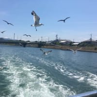 浦富海岸 クルージング