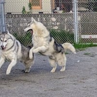 パパさんのお腹の中