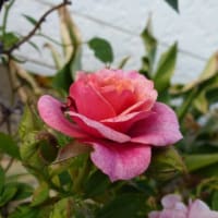 ミニ薔薇