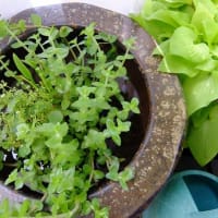 ビオトープにめだか入れる～＆鉢植え果樹の様子♪（＾ー＾*