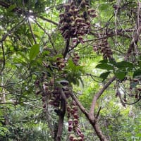 サシヒンヌシーにて戦争遺跡発見か ! ?　～文化財踏査を実施～