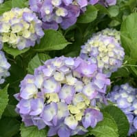 青色の紫陽花