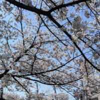 桜の季節は終わったけれど