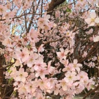 御苑の外の桜