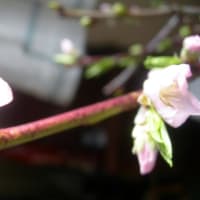 モモ開花･･･