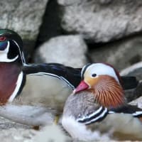 あれってそれって何と云う鳥なの　~　６０ｍの崖から落ちても大丈夫な鳥