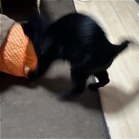 飛べ　めけｗ