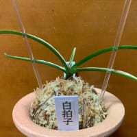白拍子