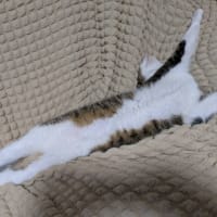 クリンへの想いは尽きなくて・・・301