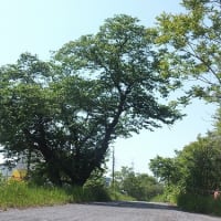 2807、新緑の季節~心地よい季節ですね。一枚板と木の家具の専門店エムズファニチャーです。