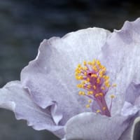 お向かいさん（喫茶店）の鉢植えハイビスカスが何とも可愛い