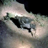 海鳥のサンクチュアリ　天売島と森林浴を楽しむメルヘンの焼尻島　２６回目　天売島