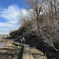 八王子市の滝山保全地域のタヌキの食性