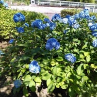 今日も元気に喜んで働きます✨