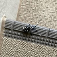 階段室のお客様（令和07年07月03日）