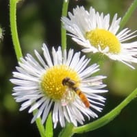 八田荘公園から泉北水再生センター