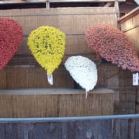 弥彦菊祭り
