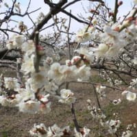 南部梅林　風景です