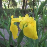 出合いが少なくなったカワセミとキショウブ