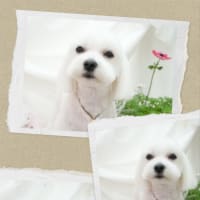 12日のお客様