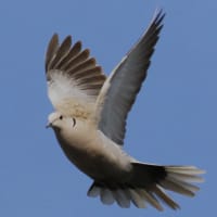 身近な鳥を知ろう！「シラコバト」by チャートマスターアカデミー
