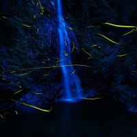 滝に舞うホタル