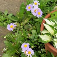 6月14日と今朝の庭