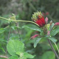 6月の花 4