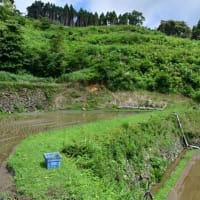 草見棚田あじさい園　歩くうちに汗が　2025/06/16（鹿児島）
