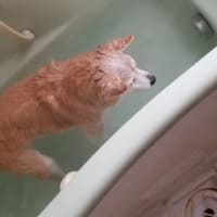 クリンへの想いは尽きなくて・・・317