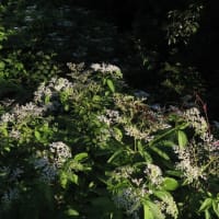 御陵の森の夏の定番白い花たち
