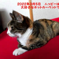 厳しい寒さに耐えてきた愛猫・２２歳までの想い出
