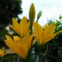 6月14日　今日の写真　朝に出あった　アジサイ　百合
