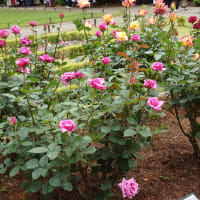 旧古川庭園へ行った話④