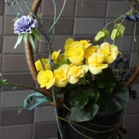 5月の玄関の花
