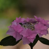 可睡ゆり園で紫陽花②