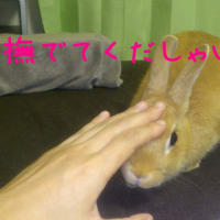 いたずらっこのドヤ顔