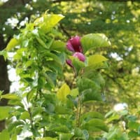 炎天の中での降雨は狂わせたか「モクレン開花２輪」。