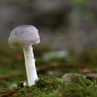サンコウチョウなど